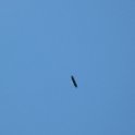 20130621_1317_Eagle Soaring
